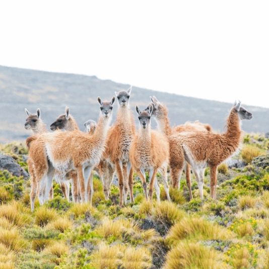 Guanacos
